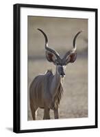 Greater Kudu (Tragelaphus Strepsiceros) Buck-James Hager-Framed Photographic Print