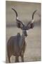 Greater Kudu (Tragelaphus Strepsiceros) Buck-James Hager-Mounted Photographic Print