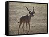 Greater Kudu (Tragelaphus Strepsiceros) Buck-James Hager-Framed Stretched Canvas