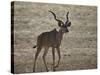Greater Kudu (Tragelaphus Strepsiceros) Buck-James Hager-Stretched Canvas