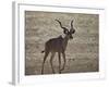 Greater Kudu (Tragelaphus Strepsiceros) Buck-James Hager-Framed Photographic Print