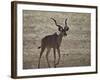 Greater Kudu (Tragelaphus Strepsiceros) Buck-James Hager-Framed Photographic Print