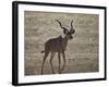 Greater Kudu (Tragelaphus Strepsiceros) Buck-James Hager-Framed Photographic Print