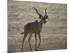 Greater Kudu (Tragelaphus Strepsiceros) Buck-James Hager-Mounted Photographic Print