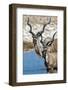 Greater Kudu (Tragelaphus strepsiceros), Etosha National Park, Namibia-null-Framed Photographic Print