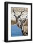 Greater Kudu (Tragelaphus strepsiceros), Etosha National Park, Namibia-null-Framed Photographic Print