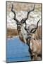 Greater Kudu (Tragelaphus strepsiceros), Etosha National Park, Namibia-null-Mounted Photographic Print