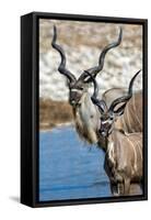 Greater Kudu (Tragelaphus strepsiceros), Etosha National Park, Namibia-null-Framed Stretched Canvas