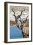 Greater Kudu (Tragelaphus strepsiceros), Etosha National Park, Namibia-null-Framed Photographic Print