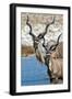 Greater Kudu (Tragelaphus strepsiceros), Etosha National Park, Namibia-null-Framed Photographic Print