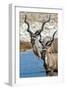 Greater Kudu (Tragelaphus strepsiceros), Etosha National Park, Namibia-null-Framed Photographic Print