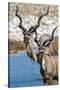 Greater Kudu (Tragelaphus strepsiceros), Etosha National Park, Namibia-null-Stretched Canvas