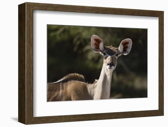 Greater kudu (Tragelaphus strepsiceros), Kalahari, Botswana, Africa-Sergio Pitamitz-Framed Photographic Print