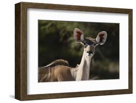 Greater kudu (Tragelaphus strepsiceros), Kalahari, Botswana, Africa-Sergio Pitamitz-Framed Photographic Print