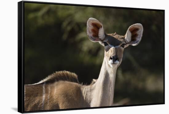 Greater kudu (Tragelaphus strepsiceros), Kalahari, Botswana, Africa-Sergio Pitamitz-Framed Stretched Canvas