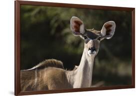 Greater kudu (Tragelaphus strepsiceros), Kalahari, Botswana, Africa-Sergio Pitamitz-Framed Photographic Print