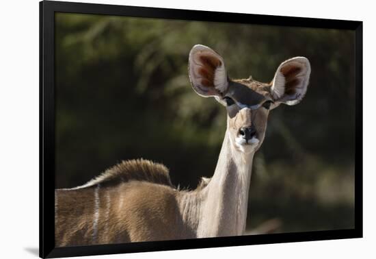 Greater kudu (Tragelaphus strepsiceros), Kalahari, Botswana, Africa-Sergio Pitamitz-Framed Photographic Print