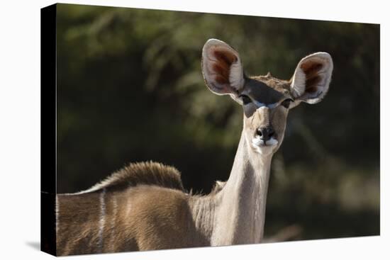 Greater kudu (Tragelaphus strepsiceros), Kalahari, Botswana, Africa-Sergio Pitamitz-Stretched Canvas