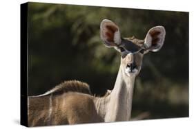 Greater kudu (Tragelaphus strepsiceros), Kalahari, Botswana, Africa-Sergio Pitamitz-Stretched Canvas