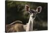 Greater kudu (Tragelaphus strepsiceros), Kalahari, Botswana, Africa-Sergio Pitamitz-Stretched Canvas