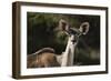 Greater kudu (Tragelaphus strepsiceros), Kalahari, Botswana, Africa-Sergio Pitamitz-Framed Photographic Print