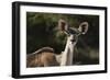 Greater kudu (Tragelaphus strepsiceros), Kalahari, Botswana, Africa-Sergio Pitamitz-Framed Photographic Print