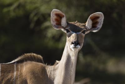 https://imgc.allpostersimages.com/img/posters/greater-kudu-tragelaphus-strepsiceros-kalahari-botswana-africa_u-L-Q1BTMPA0.jpg?artPerspective=n