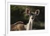 Greater kudu (Tragelaphus strepsiceros), Kalahari, Botswana, Africa-Sergio Pitamitz-Framed Photographic Print