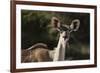 Greater kudu (Tragelaphus strepsiceros), Kalahari, Botswana, Africa-Sergio Pitamitz-Framed Photographic Print