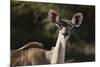 Greater kudu (Tragelaphus strepsiceros), Kalahari, Botswana, Africa-Sergio Pitamitz-Mounted Photographic Print