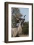 Greater kudu (Tragelaphus strepsiceros), Kalahari, Botswana, Africa-Sergio Pitamitz-Framed Photographic Print