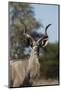 Greater kudu (Tragelaphus strepsiceros), Kalahari, Botswana, Africa-Sergio Pitamitz-Mounted Photographic Print