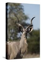 Greater kudu (Tragelaphus strepsiceros), Kalahari, Botswana, Africa-Sergio Pitamitz-Stretched Canvas