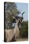 Greater kudu (Tragelaphus strepsiceros), Kalahari, Botswana, Africa-Sergio Pitamitz-Stretched Canvas