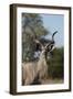 Greater kudu (Tragelaphus strepsiceros), Kalahari, Botswana, Africa-Sergio Pitamitz-Framed Photographic Print