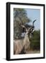 Greater kudu (Tragelaphus strepsiceros), Kalahari, Botswana, Africa-Sergio Pitamitz-Framed Photographic Print