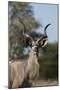 Greater kudu (Tragelaphus strepsiceros), Kalahari, Botswana, Africa-Sergio Pitamitz-Mounted Photographic Print