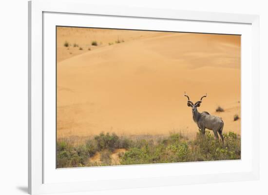 Greater Kudu (Tragelaphus Strepsiceros) Male by Sand Dunes-Staffan Widstrand-Framed Photographic Print