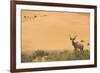 Greater Kudu (Tragelaphus Strepsiceros) Male by Sand Dunes-Staffan Widstrand-Framed Photographic Print