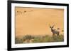 Greater Kudu (Tragelaphus Strepsiceros) Male by Sand Dunes-Staffan Widstrand-Framed Photographic Print