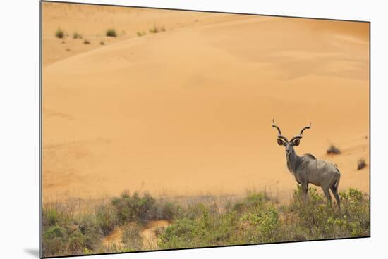 Greater Kudu (Tragelaphus Strepsiceros) Male by Sand Dunes-Staffan Widstrand-Mounted Photographic Print