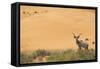 Greater Kudu (Tragelaphus Strepsiceros) Male by Sand Dunes-Staffan Widstrand-Framed Stretched Canvas