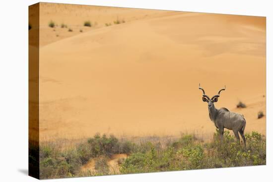 Greater Kudu (Tragelaphus Strepsiceros) Male by Sand Dunes-Staffan Widstrand-Stretched Canvas