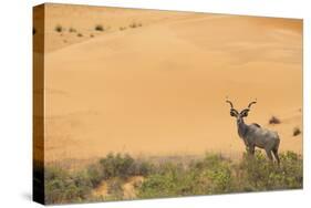 Greater Kudu (Tragelaphus Strepsiceros) Male by Sand Dunes-Staffan Widstrand-Stretched Canvas
