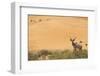 Greater Kudu (Tragelaphus Strepsiceros) Male by Sand Dunes-Staffan Widstrand-Framed Photographic Print