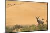 Greater Kudu (Tragelaphus Strepsiceros) Male by Sand Dunes-Staffan Widstrand-Mounted Photographic Print