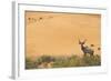 Greater Kudu (Tragelaphus Strepsiceros) Male by Sand Dunes-Staffan Widstrand-Framed Photographic Print