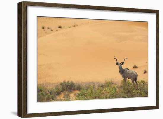 Greater Kudu (Tragelaphus Strepsiceros) Male by Sand Dunes-Staffan Widstrand-Framed Photographic Print