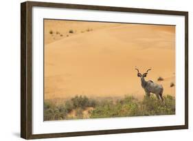 Greater Kudu (Tragelaphus Strepsiceros) Male by Sand Dunes-Staffan Widstrand-Framed Photographic Print