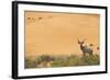 Greater Kudu (Tragelaphus Strepsiceros) Male by Sand Dunes-Staffan Widstrand-Framed Photographic Print